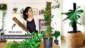 We need a good budget price for moss sticks. How And Why You Should Use Moss Stick For Indoor Plants Youtube