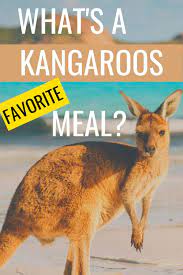 Kangaroos that are kept in zoos or wildlife preserves will continue to graze on grass and small shrubs. The Diet Of The Giant Hopper The Kangaroo