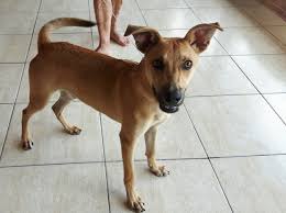 Marcas como bichinho chic, pickorruchos e luppet. Por Que O Vira Lata Caramelo E O Maior E Melhor Simbolo Do Brasil Hypeness Inovacao E Criatividade Para Todos