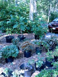 In 1946, it was found in nurseries in pennsylvania. Favorite Nurseries In New England Enchanted Gardens