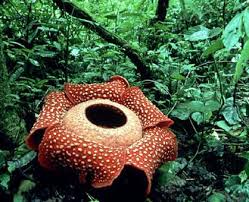 There are two main types of tropical forest: Flora And Fauna Tropical Rainforests