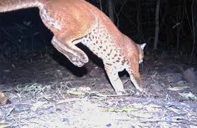Asian golden cat's physical appearance is strong and stern: Feline Unseen The African Golden Cat