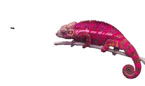 Maybe you would like to learn more about one of these? Chameleon Sticker For Ios Android Giphy