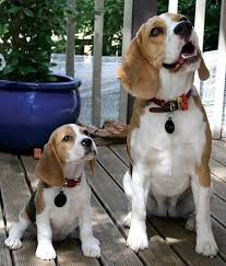 Beagles Beagle Sevimli Hayvan Yavrulari Beagles Yavru Kopek