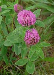 Pin On Rusk Co Wildflowers