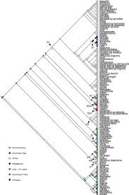 Image result for Sabicea bequaertii