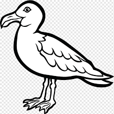 Download Gulls Bird Drawing Coloring Book Seashell Animals Monochrome Fauna Png Pngwing
