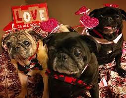 Pin By Laurell K Hamilton On Pugs In 2021 Pug Rescue Pug Puppy Pugs