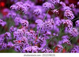 Image result for Verbenaceae