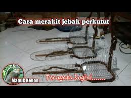 Nah, apabila anda semua memiliki burung perkutut baik itu jenis perkutut bangkok ataupun lokalpastinya anda untuk membuat sangkar burung perkutut, anda bisa memilih bahan sangkar yang sesuai. Cara Rakit Sangkar Jebak Perkutut Khusus Produk Manuk Kebon Youtube