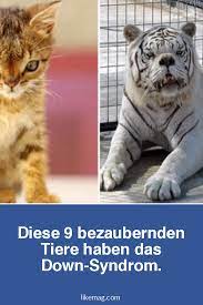 diese 9 tiere haben das down syndrom und bezaubern uns darum mit ihrer besonderheit down syndrom tiere hunde sprache