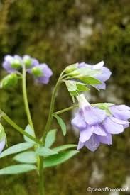 Image result for Polemoniaceae