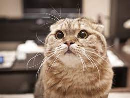 However, once cats reach a year old, uk statistics show that they can live into their teens, just like indoor cats. 5 Silent Killers Of Cats
