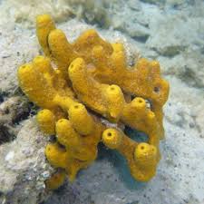 Image result for Gymnosporia arenicola