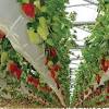 Growing strawberries hydroponically is one of the best ways to have a fresh supply of this juicy growing strawberries hydroponically is a new trend nowadays. 1