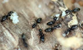 Face coverings are required indoors as well as outdoors when within 6' of. Pest Control Details Truly Nolen