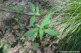 Image result for Acalypha segetalis