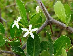 Image result for Carissa spinarum