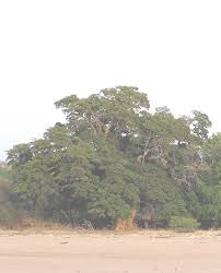 Image result for Chamaecrista zambesica