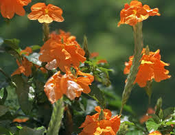 Image result for Crossandra