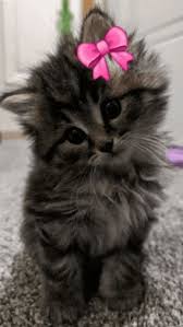 Cute Kitten GIFs | Tenor