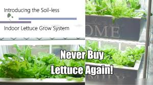 As the lettuce grows you harvest the leaves as needed. Never Buy Lettuce Again The Indoor Soil Less Lettuce Grow System Diy Clean Easy 4k Youtube
