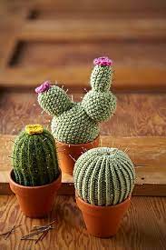 Quick Easy Cacti Pattern By Lucille Randall Fai Da Te E Hobby Uncinetto Idee Fai Da Te