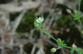 Image result for Cliffortia serpyllifolia