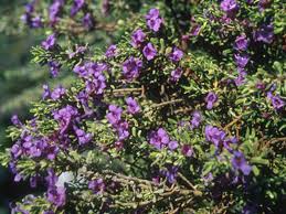 Cenizo, silverleaf, texas ranger, barometer bush, purple sage light: Find Plants Compact Texas Ranger