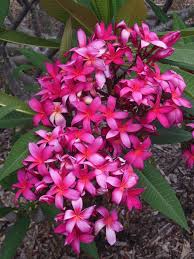 Hawaiian Frangipani Flower Pot Design Plumeria Flowers Frangipani