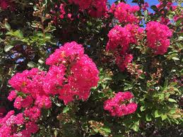 Check spelling or type a new query. Is Crape Myrtle The Unofficial Tree Of Sacramento Summer