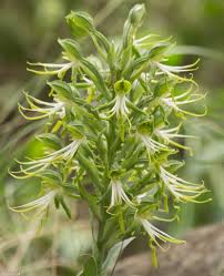 Image result for Bonatea antennifera