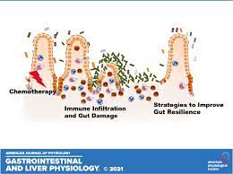 Understanding Chemotherapy Induced Intestinal Mucositis And Strategies To Improve Gut Resilience American Journal Of Physiology Gastrointestinal And Liver Physiology