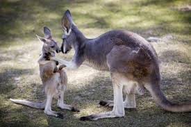 Australian Outback Includes The Great Barrier Reef Fort Worth Zoo Fort Worth Zoo Kangaroo Animals
