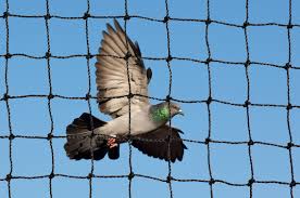 It was eventually toad away. How To Keep Birds Off Your Boat Or Dock Official Nixalite Of America Blog