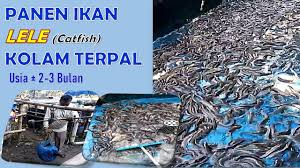 Panen Ikan Lele Kolam Terpal Youtube