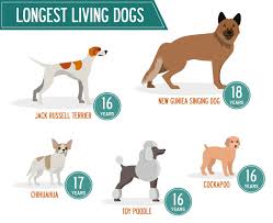 find out how old your dog will live to