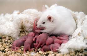 Download Stem Cells Used To Create Baby Mice