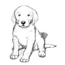 Boston terrier dog coloring page for kids animal coloring pages. Golden Retriever Realistic Puppy Coloring Pages Novocom Top