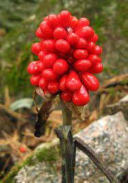 As a herbal medicine, the root of jack in the pulpit is acrid, diaphoretic, expectorant, irritant and stimulant. Arisaema Triphyllum Jack In The Pulpit Go Botany