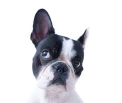 Ear cleaning can be messy. How To Clean Your Dog S Eyes And Ears Infographic Vetericyn Animal Wellness