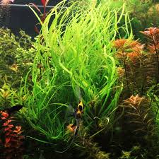 Image result for Hygrophila