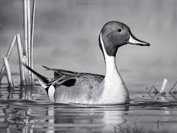 Peaked Interest Pintail Adam Grimm Wildlife Art Interesting Things Wildlife