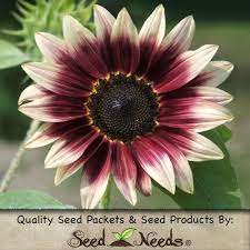 Cherry Rose Sunflower Seeds Helianthus Annuus Planting Sunflowers Sunflower Garden Flower Garden