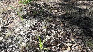 Image result for Eulophia seleensis