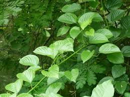 Image result for Gouania tiliifolia