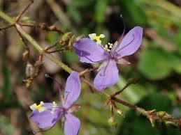 Image result for Murdannia tenuissima