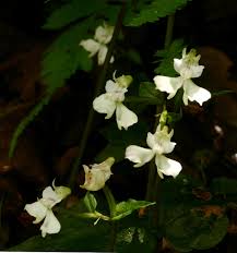 Image result for Disperis virginalis