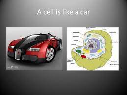 Maybe you would like to learn more about one of these? By Julia Aldridge Nucleus A Nucleus Is Like The Driver Of The Car It Controls The Car Just Like A Nucleus Controls A Cell The Nucleus Is The Control Ppt Download