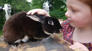 Holland Lop dental issues at 3.5 years old?